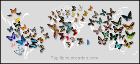 Poster envolée de papillons