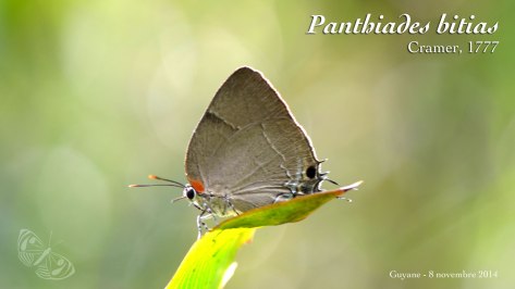 Panthiades bitias